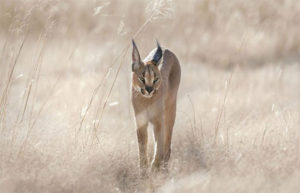 Caracal cat